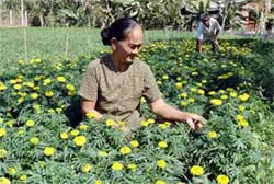 Theo dõi thời tiết để có vụ hoa Tết thắng lợi