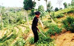 Sự kỳ diệu của sức trẻ