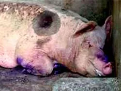 Kiểm soát 24/24 giờ, không để dịch bùng phát