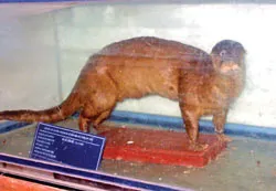 Sắc màu U Minh Thượng