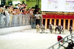 Năm Tuất - nói chuyện đua chó ảnh 2