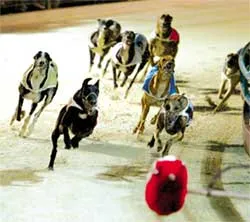 Năm Tuất - nói chuyện đua chó