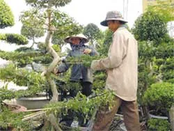 Mai thua, kiểng thắng