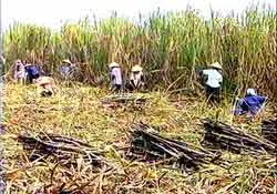 Cần nhập khẩu 200.000 tấn đường