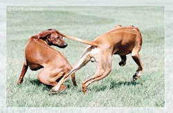 Chuyện về người “mê” chó Phú Quốc