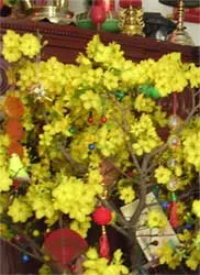 Tận dụng hoa kiểng Tết săn sóc sức khỏe