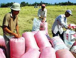 Đã có hợp đồng xuất khẩu 1 triệu tấn gạo