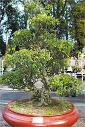 Cần được nâng tầm tổ chức