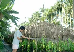 Hãy giữ lấy vườn trầu