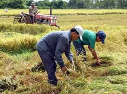 Lúa đông-xuân sớm trúng mùa, được giá