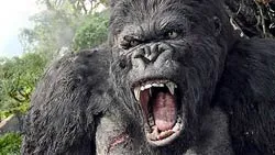 Kiểm tra, xử lý việc vi phạm bản quyền bộ phim “King Kong”