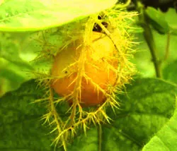 Từ nhãn trong nhãn khoa (“khoa mắt”) có liên hệ gì với cây nhãn, nhãn tên ?