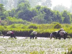 Từ trồng lúa sang trồng cỏ