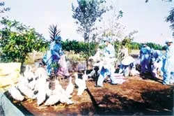 Gia cầm nuôi nhỏ lẻ, buôn bán tràn lan