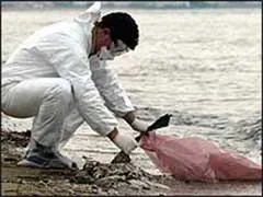 Thêm 3 nước châu Âu xuất hiện virus H5N1