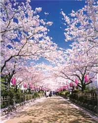 Mùa du lịch ngắm hoa anh đào