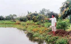 Nuôi thủy sản trong nước… ô nhiễm