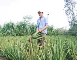 Khi hợp tác xã vi phạm hợp đồng với nông dân