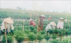 Bàu Sấu ảnh 2