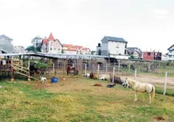 Trại gia súc giữa khu dân cư