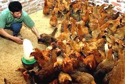 Người dân TPHCM có được nuôi lại gia cầm?