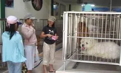 Thu nhập 300 triệu đồng/năm nhờ... nuôi chó