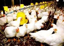 Chưa tái nuôi gia cầm công nghiệp