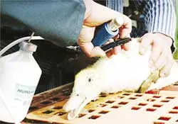 Thú hoang có thể chết do cúm gia cầm