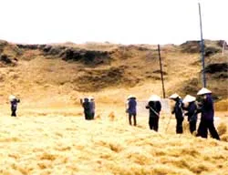 Đã có giải pháp xử lý ô nhiễm từ mụn dừa