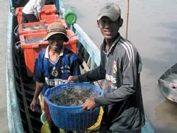 Tôm chết… nợ  chất  chồng!