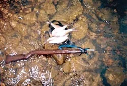 Săn "cá vua" ảnh 2