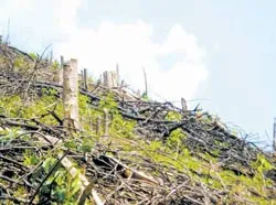 Báo động tình trạng phá rừng để trồng rừng