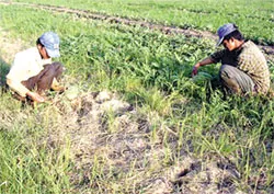 Đối phó với mặn xâm nhập