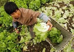 Trung Quốc: nông thôn XHCN mới