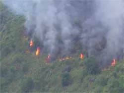 Cà Mau: Cháy 3ha rừng tràm