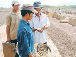 Nông dân có bị ép giá?