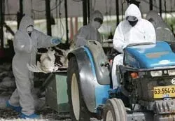 Nỗ lực ngăn chặn cúm gia cầm lan rộng