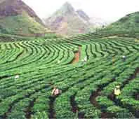 Triển vọng từ một dự án