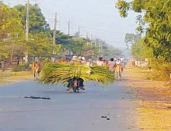 Báo động nạn trộm mía