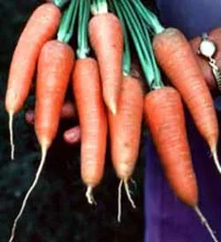 Chất chống ô xy hóa và giải pháp phòng bệnh