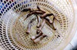 Thủ tướng yêu cầu xử lý nghiêm các đối tượng phá rừng, đào bắt sâm đất