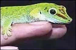 Bạn đọc đặt câu hỏi