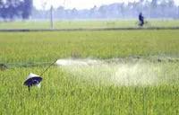 Rầy nâu tấn công 10.000 ha lúa