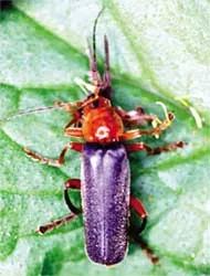 Chu sa, sâu ban miêu gây chết người?