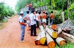 Vườn cây Lái Thiêu...SOS