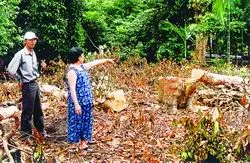 Vườn cây Lái Thiêu...SOS ảnh 2
