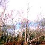 Không có chuyện ăn cá đã ăn sâu róm gây ngộ độc