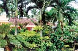 Mười tám thôn còn mấy vườn trầu?