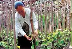 Mười tám thôn còn mấy vườn trầu? ảnh 3