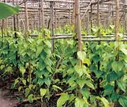 Mười tám thôn còn mấy vườn trầu? ảnh 4